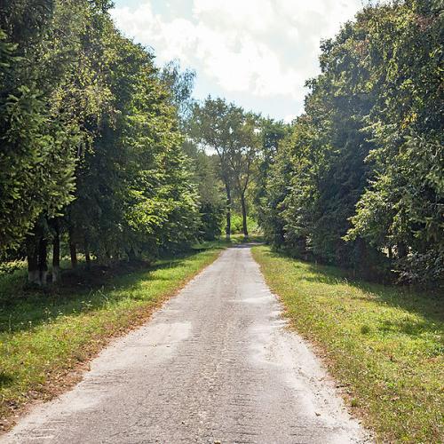 Фото Ялина срібляста алея до санаторія. Кашперівський парк