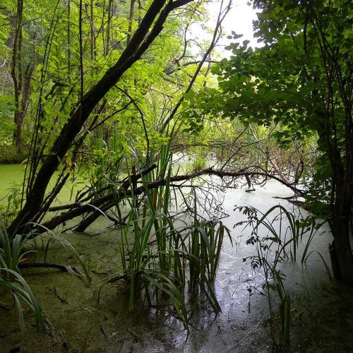 Фото Болото Чорного лісу