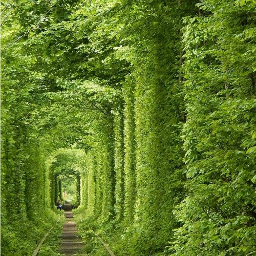 Фото Зелений тунель
