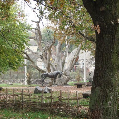 Фото Великий Запорізький дуб