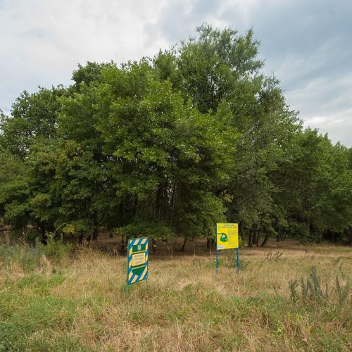 Фото Заповідне урочище «Дубки»