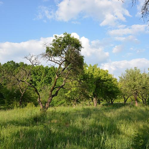 Фото Ботанічний сад "Поділля"