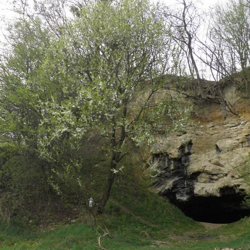 Фото Медо́ва пече́ра або Меду́нка . Видовбана 1850 року в каменоломні