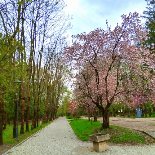 Фото Скнилівський парк