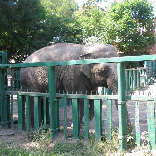 Фото Одеський зоопарк