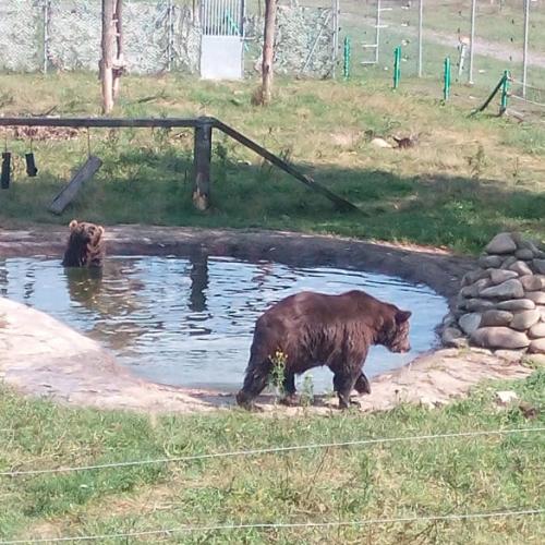 Фото Ведмежий притулок Домажир