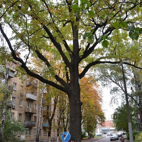 Фото Партизанський дуб