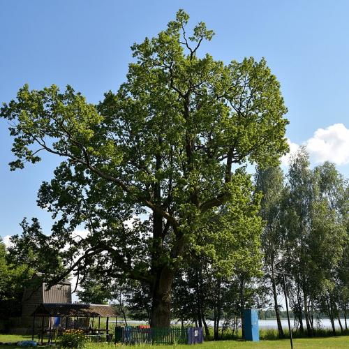 Фото Дуби-велетні (Дуб звичайний)