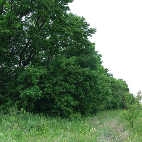 Фото Довгораківський — ботанічний заказник