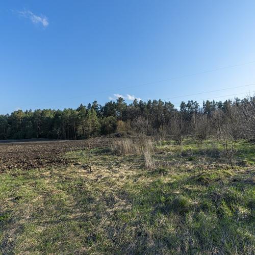 Фото Бірківський ліс