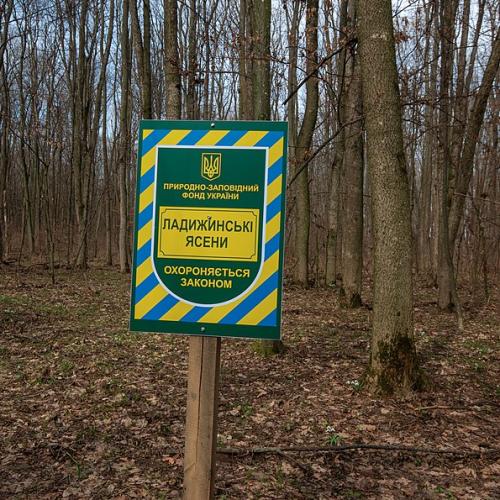 Фото Ладижинські ясени — заповідне урочище