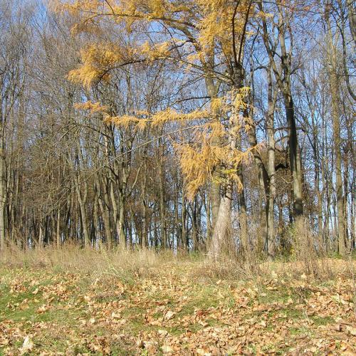 Фото Рахнянський парк — парк-пам'ятка поміщика Балашова