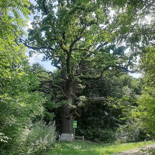 Фото Віковий дуб — понад 300 років, діаметр 1,6м та висота 29 м. (Місце може бути не точно)