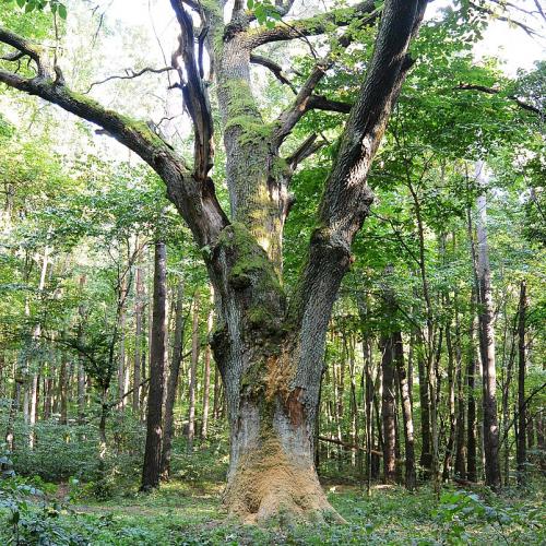 Фото Дуб Орел - 500 років