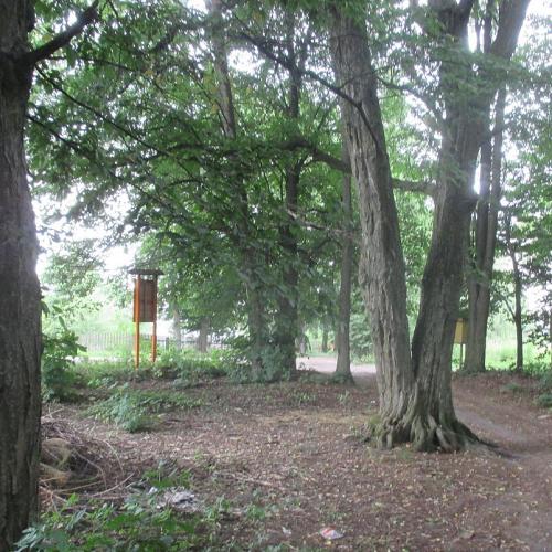 Фото Першотравневий (парк-пам'ятка садово-паркового мистецтва) з віковими деревами-ве́летнів