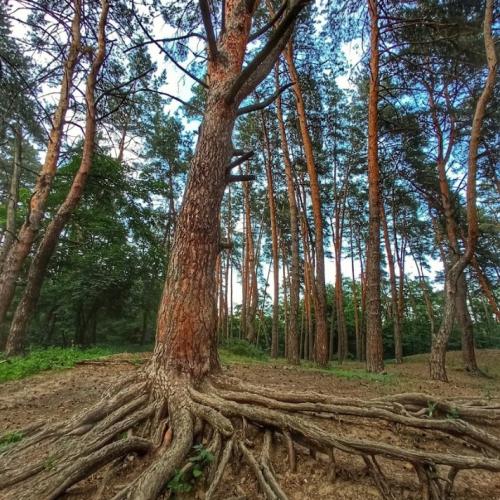 Фото Українська Ельба — це фестиваль автостопу