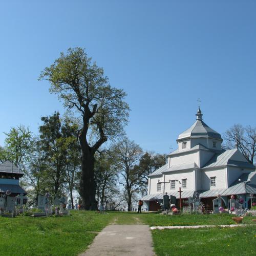 Фото Дуб. Обхват 6,42 м, 600 р.