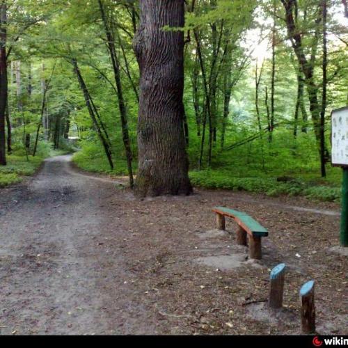 Фото Самбурський дуб імені Михалка