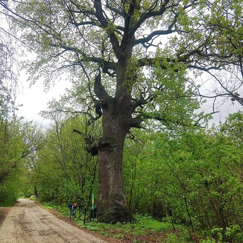 Фото 7 дубів, віком понад 400р