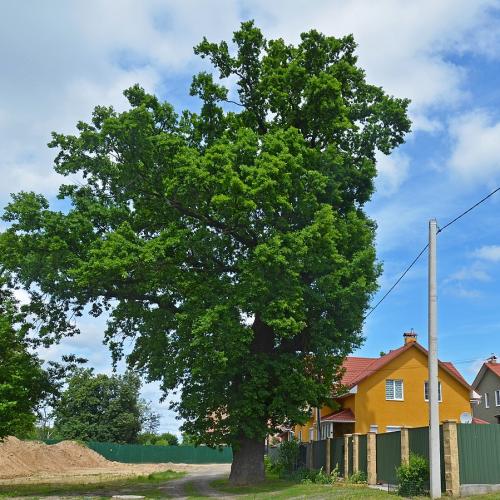 Фото Дуб-Оберіг, вулиця Молодіжна