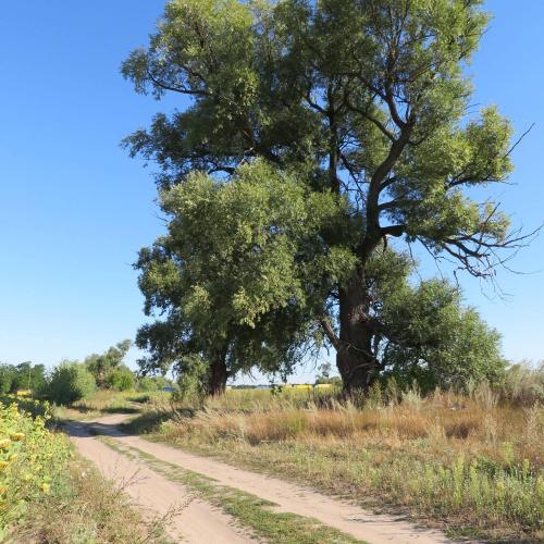 Фото ВЕРБИ ЧУМАЦЬКОГО ШЛЯХУ. ВЕРБА НА ПОЛІ.