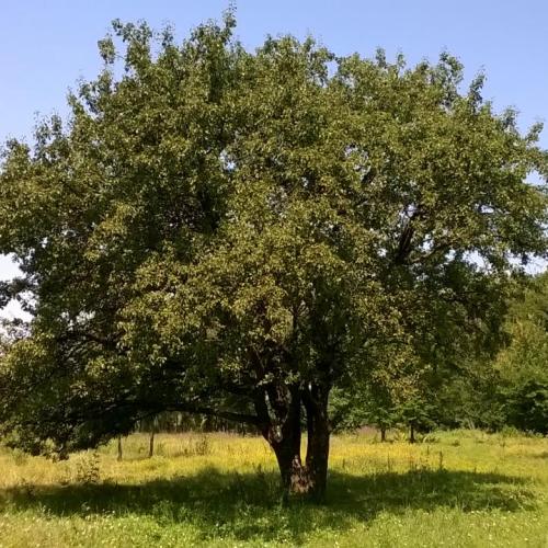 Фото Велика стара груша, що залишилася від садів графа Безбородка