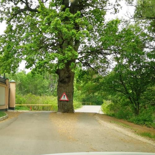 Фото Віковий дуб, зелена зона