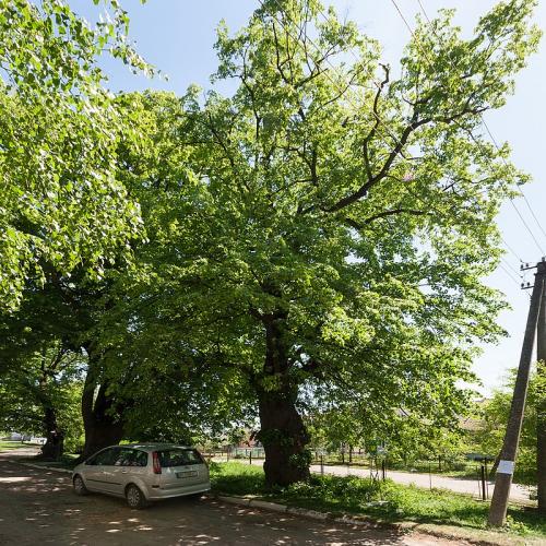 Фото Алея вікових лип